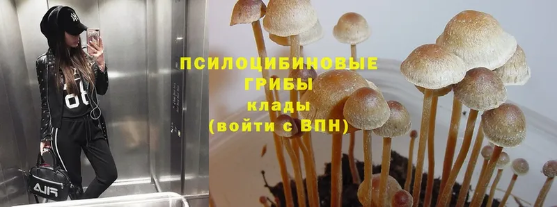 darknet клад  Минусинск  Псилоцибиновые грибы Cubensis 